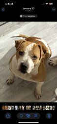 Lost Male Dog last seen Near E 1112 N, De Motte, IN 46310