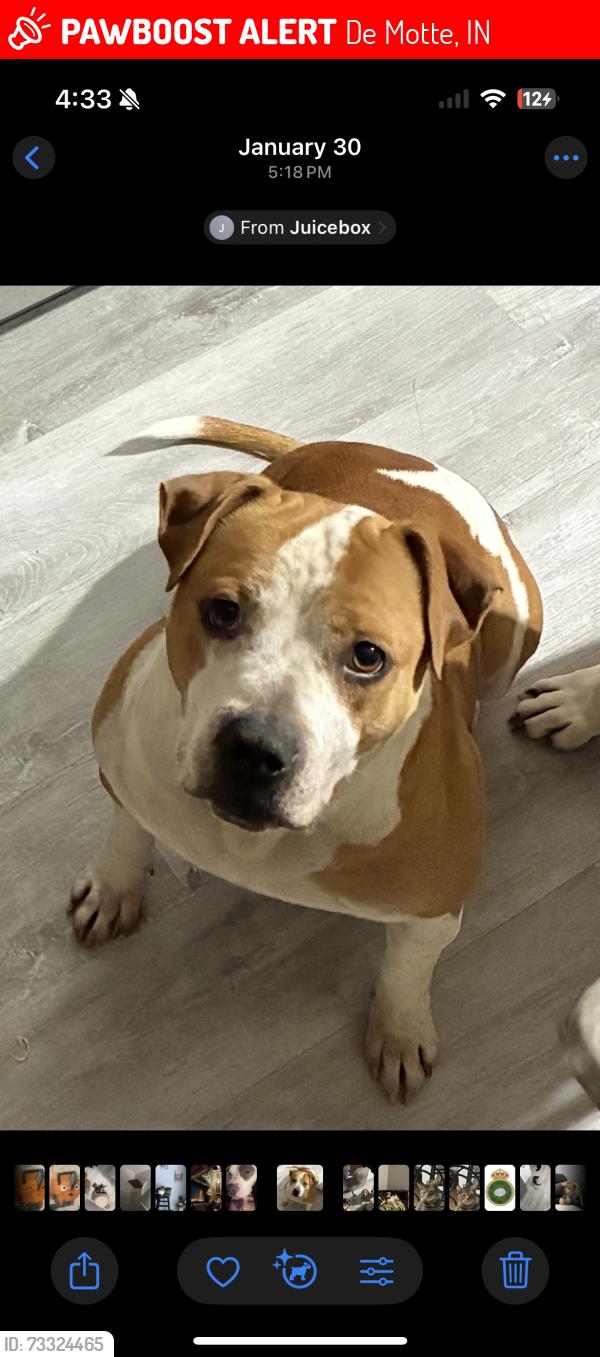 Lost Male Dog last seen Near E 1112 N, De Motte, IN 46310