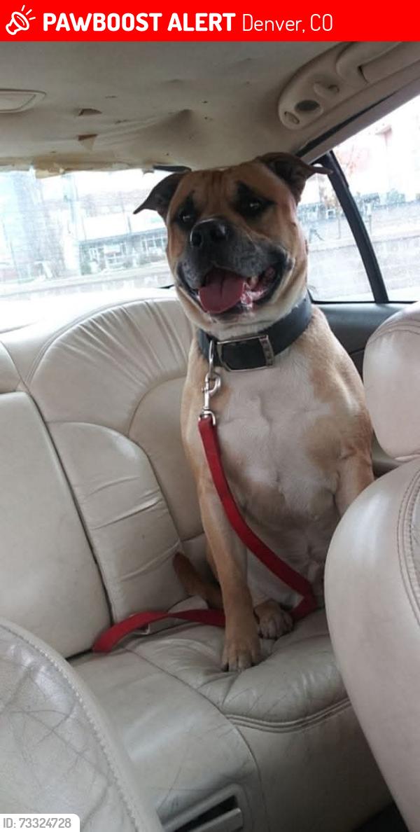 Lost Male Dog last seen 14th and winona, Denver, CO 80204