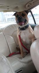 Lost Male Dog last seen 14th and winona, Denver, CO 80204