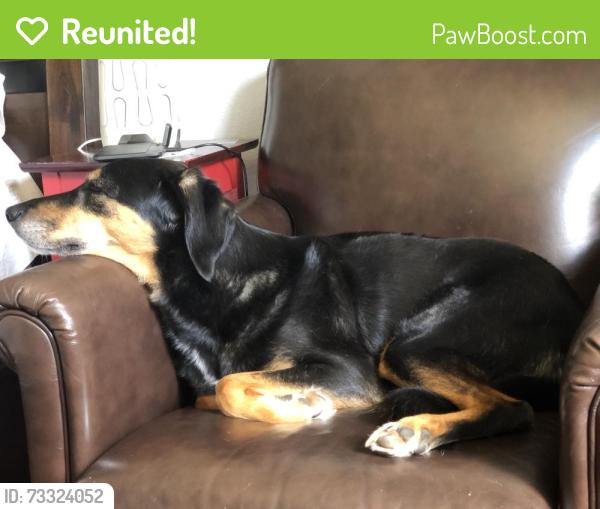 Reunited Male Dog last seen 18th and Franklin, Olympia, WA 98501