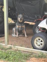 Found/Stray Male Dog last seen Rifle range rd, Catoosa County, GA 30736