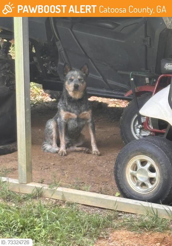 Found/Stray Male Dog last seen Rifle range rd, Catoosa County, GA 30736