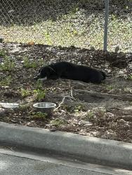 Found/Stray Female Dog last seen Near NW 32nd St, Miami, FL 33127, Miami, FL 33127