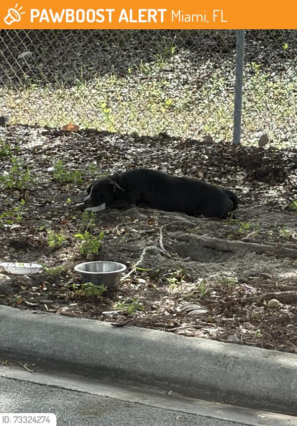 Found/Stray Female Dog last seen Near NW 32nd St, Miami, FL 33127, Miami, FL 33127