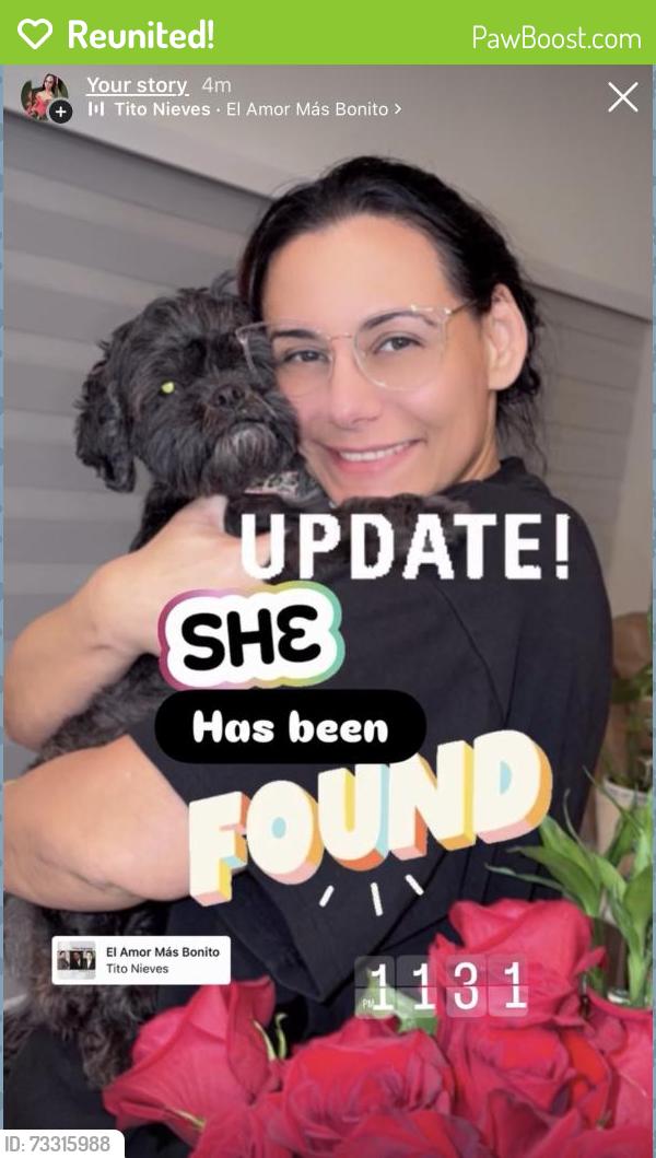 Reunited Female Dog last seen NE 15th Ter & Diplomat Pkwy, Cape Coral, FL 33909