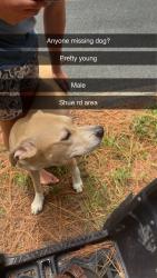 Found/Stray Male Dog last seen Near thr top, Harnett County, NC 27505
