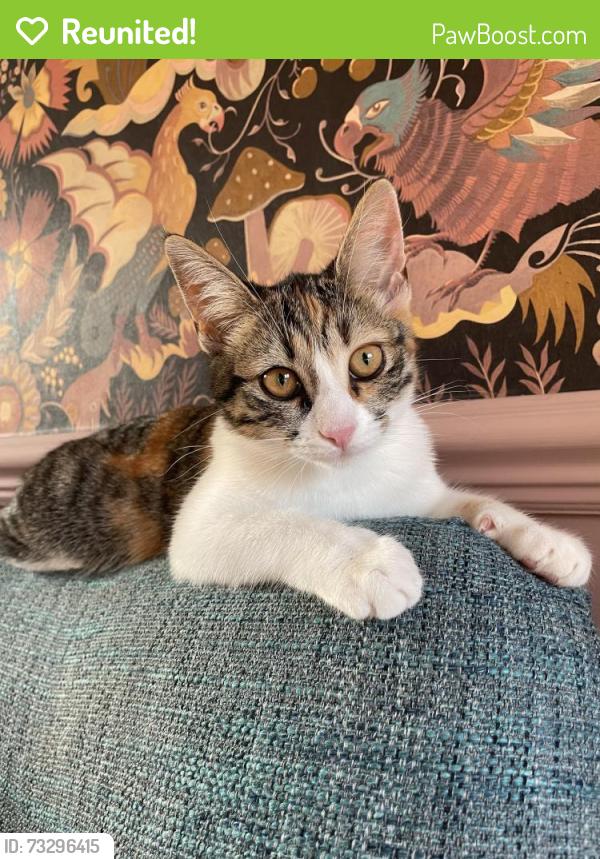Reunited Female Cat last seen Across from leisure centre, Alsager, England ST7 2YL