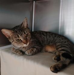 Shelter Stray Female Cat last seen Annapolis Rd. by the Crab Shake Restaurant, 21217, MD, 2490 Giles Rd, Baltimore, MD 21225, USA