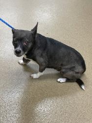 Shelter Stray Female Dog last seen 300-blk. Charlotte St., Duncanville, TX, 1150 E Pleasant Run Rd, Cedar Hill, TX 75104, USA