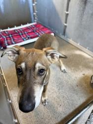 Shelter Stray Male Dog last seen Roseville Rd and Cirby Way, Roseville City, CA, 200 Tahoe Ave, Roseville, CA 95678, USA