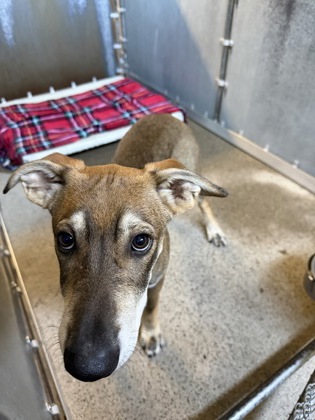 Shelter Stray Male Dog last seen Roseville Rd and Cirby Way, Roseville City, CA, 200 Tahoe Ave, Roseville, CA 95678, USA