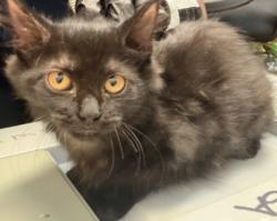 Shelter Stray Female Cat last seen N Park Dr, 30084, GA, 3280 Chamblee Dunwoody Rd, Chamblee, GA 30341, USA
