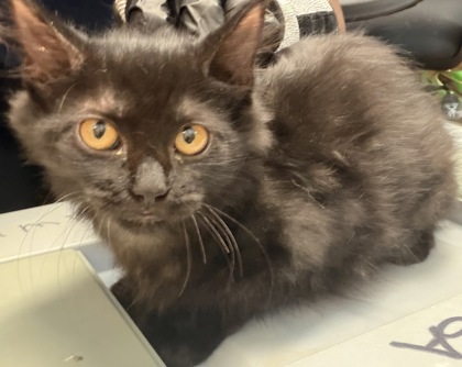 Shelter Stray Female Cat last seen N Park Dr, 30084, GA, 3280 Chamblee Dunwoody Rd, Chamblee, GA 30341, USA