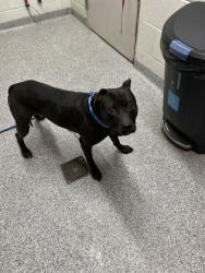 Shelter Stray Male Dog last seen Gay St, City of Knoxville ASO, TN, 3201 Division St, Knoxville, TN 37919, USA