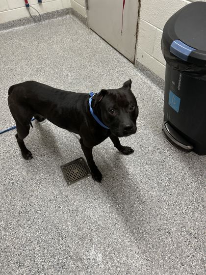 Shelter Stray Male Dog last seen Gay St, City of Knoxville ASO, TN, 3201 Division St, Knoxville, TN 37919, USA