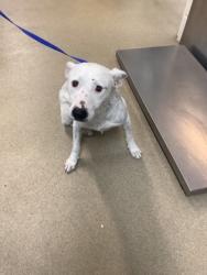 Shelter Stray Male Dog last seen Near N Ridge Rd, North District, TX, 355 Hillshire Dr, Haslet, TX 76052, USA