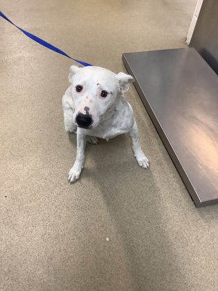 Shelter Stray Male Dog last seen Near N Ridge Rd, North District, TX, 355 Hillshire Dr, Haslet, TX 76052, USA