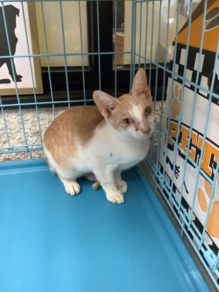 Shelter Stray Male Cat last seen Near Carter Park, East District, TX, 355 Hillshire Dr, Haslet, TX 76052, USA