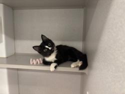 Shelter Stray Female Cat last seen Near Ralph David Abernathy Blvd, Atlanta, GA, 1251 Fulton Industrial Blvd NW, Atlanta, GA 30336, USA