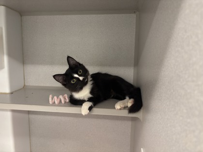 Shelter Stray Female Cat last seen Near Ralph David Abernathy Blvd, Atlanta, GA, 1251 Fulton Industrial Blvd NW, Atlanta, GA 30336, USA
