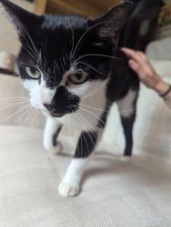 Found/Stray Unknown Cat last seen Pollard Street London, Greater London, England 