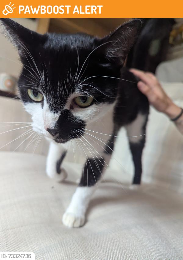 Found/Stray Unknown Cat last seen Pollard Street London, Greater London, England 