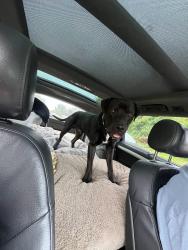 Reunited Male Dog last seen Near Victoria St e, Whitby, ON L1N 0E4
