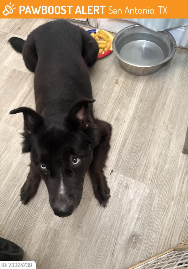 Found/Stray Female Dog last seen Blanco, San Antonio, TX 78216