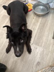 Found/Stray Female Dog last seen Blanco, San Antonio, TX 78216