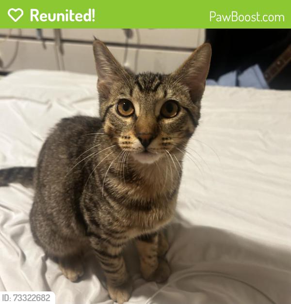 Reunited Male Cat last seen He was near my porch yesterday morning, Port Orchard, WA 98366