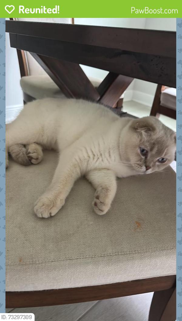 Reunited Female Cat last seen Near Gateview Ct, Cumming, GA 30040, Cumming, GA 30040