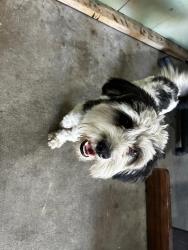 Lost Male Dog last seen Near Sheridan boulevard, Arvada, CO 80002