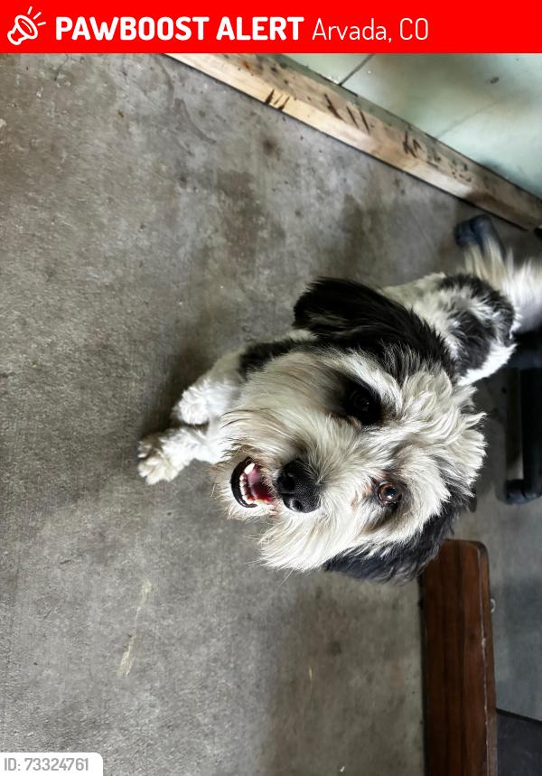 Lost Male Dog last seen Near Sheridan boulevard, Arvada, CO 80002