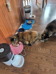 Reunited Female Cat last seen Campbell Rd, Leduc, AB T9E 7G5