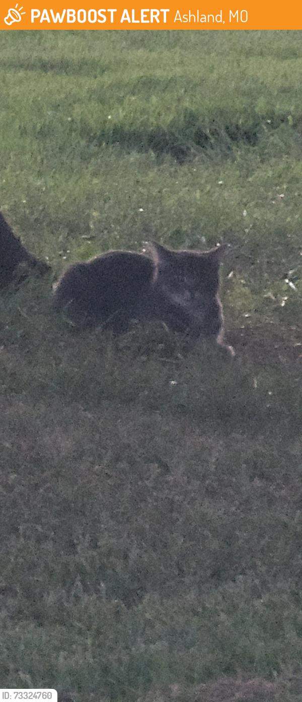 Found/Stray Unknown Cat last seen My hse, Ashland, MO 65010