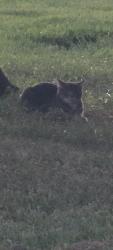 Found/Stray Unknown Cat last seen My hse, Ashland, MO 65010
