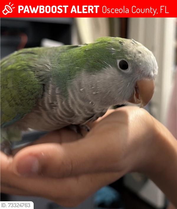Lost Unknown Bird last seen Spring lake village in boggy creek, Osceola County, FL 34744