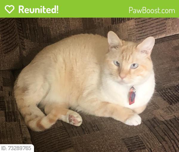 Reunited Male Cat last seen Ottawa Hills Elementary, Ottawa Hills, OH 43606