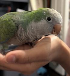 Lost Unknown Bird last seen Spring lake village in boggy creek, Osceola County, FL 34744
