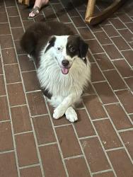 Reunited Male Dog last seen Near Palmetto Station building, Palmetto Bay, FL 33157