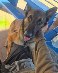 Reunited Male Dog last seen Escalate between Kolb and Pantano, Tucson, AZ 85730