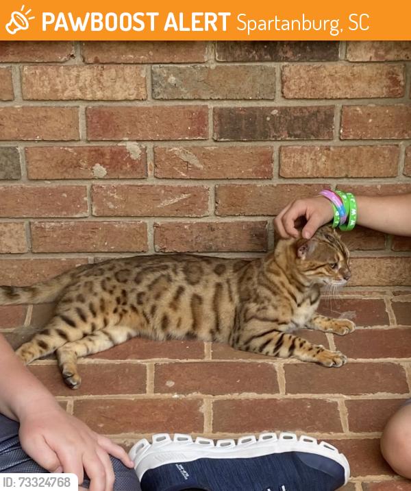 Found/Stray Unknown Cat last seen West view elementary, Spartanburg, SC 29301