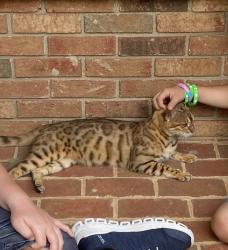 Found/Stray Unknown Cat last seen West view elementary, Spartanburg, SC 29301