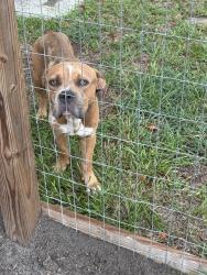 Found/Stray Male Dog last seen Egypt Ardmore Rd, Egypt, GA 31312