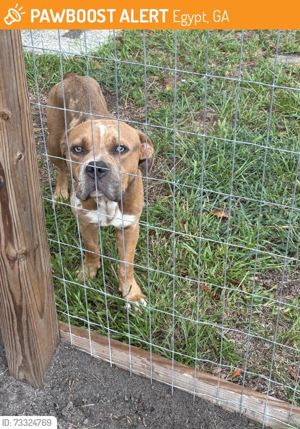 Found/Stray Male Dog last seen Egypt Ardmore Rd, Egypt, GA 31312