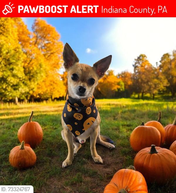 Lost Male Dog last seen Coal Road and Blacklick Road, Indiana County, PA 15748