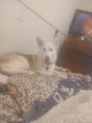 Lost Female Other last seen Near Altig store jacksboro hey, Lake Worth, TX 76135