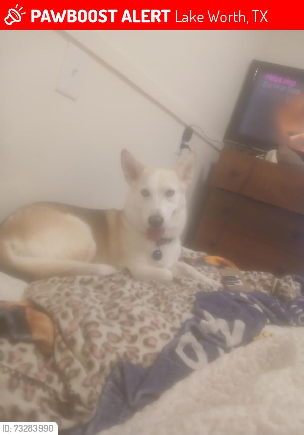Lost Female Other last seen Near Altig store jacksboro hey, Lake Worth, TX 76135