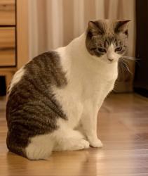 Reunited Female Cat last seen Near Pharr apmts, Atlanta, GA 30305